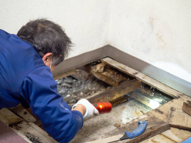 Best Black Mold Removal  in Midland, TX
