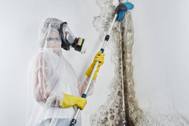 Best Crawl Space Mold Removal  in Midland, TX