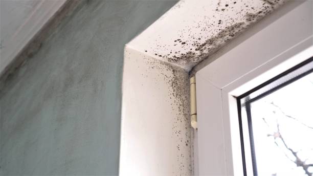 Crawl Space Mold Removal in Midland, TX