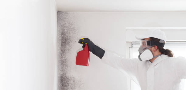 Best Home Mold Removal  in Midland, TX