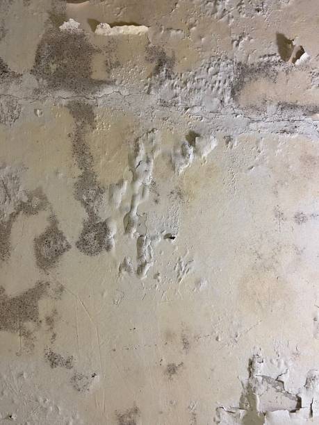  Midland, TX Mold Removal Pros