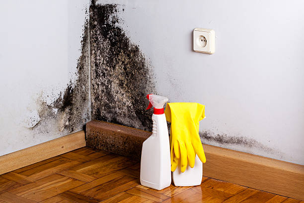 Best Local Mold Removal Service  in Midland, TX