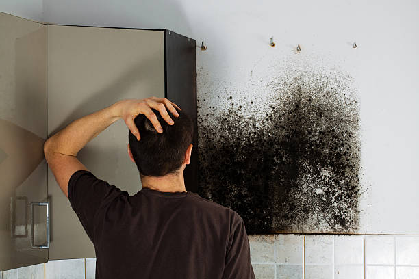 Best Toxic Mold Removal  in Midland, TX